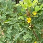 Caragana arborescens flower picture by Gustavs Daniels Loris (cc-by-sa)