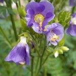 Polemonium occidentale flower picture by Clover Love (cc-by-sa)