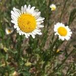 Leucanthemum delarbrei flower picture by Laurent GUILLAUME (cc-by-sa)