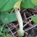 Aristolochia paucinervis flower picture by Monteiro Henrique (cc-by-sa)