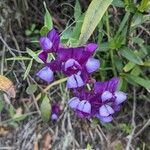 Lathyrus nervosus flower picture by Alexandra Dall (cc-by-sa)