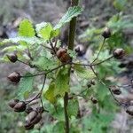 Scrophularia scorodonia fruit picture by Rico García Antonio (cc-by-sa)