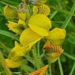 Crotalaria uguenensis flower picture by susan brown (cc-by-sa)