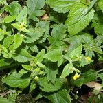 Calceolaria mexicana flower picture by Nelson Zamora Villalobos (cc-by-nc)