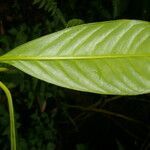 Chrysochlamys allenii leaf picture by Nelson Zamora Villalobos (cc-by-nc)