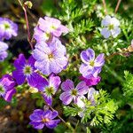 Malcolmia maritima habit picture by Manuel Hernández (cc-by-sa)