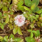 Trifolium glomeratum fruit picture by Martin Bishop (cc-by-sa)