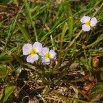 Baldellia ranunculoides habit picture by Pierre LEON (cc-by-sa)