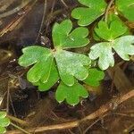 Ranunculus ololeucos leaf picture by Jean-Francois Julien (cc-by-sa)