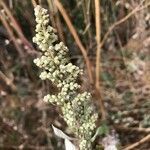 Artemisia douglasiana flower picture by Elle Emme (cc-by-sa)