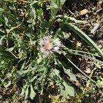 Centaurea pullata habit picture by Lionel Jacquot (cc-by-sa)