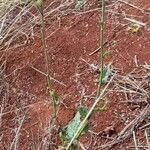 Nicotiana longiflora habit picture by Trap Hers (cc-by-sa)