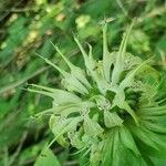 Monarda clinopodia flower picture by Serena boettcher (cc-by-sa)