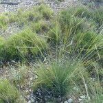 Stipa juncea habit picture by francois tissot (cc-by-sa)