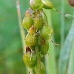 Melilotus altissimus fruit picture by Pierre LEON (cc-by-sa)