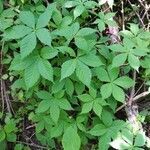 Parthenocissus quinquefolia habit picture by Bryan French (cc-by-sa)