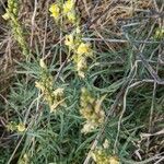 Linaria supina leaf picture by Michel Ambroise (cc-by-sa)