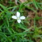 Moehringia muscosa flower picture by Renaud Brochiero (cc-by-sa)