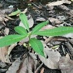 Anacardium excelsum leaf picture by Venegas-Elizondo Carlos (cc-by-sa)