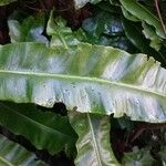 Asplenium scolopendrium leaf picture by Philippe Macquet (cc-by-sa)