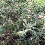 Cistus albidus habit picture by François MICHIELS (cc-by-sa)