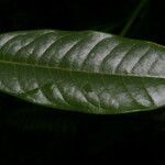 Guatteria oliviformis leaf picture by Nelson Zamora Villalobos (cc-by-nc)