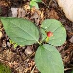 Trillium erectum fruit picture by Kėvin Gréard (cc-by-sa)