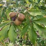 Aesculus glabra fruit picture by A.R. Johnson (cc-by-sa)