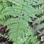 Dryopteris aemula leaf picture by Hernández Barreto Juan (cc-by-sa)