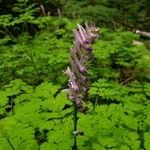 Corydalis scouleri flower picture by Leah Harrison (cc-by-sa)