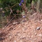 Delphinium gracile habit picture by Gabriel Ollivier (cc-by-sa)