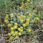 Teucrium aureum habit picture by Alain Bigou (cc-by-sa)