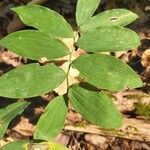 Polygonatum pubescens leaf picture by bryan brunet (cc-by-sa)