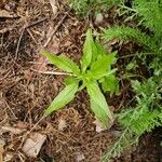 Parietaria pensylvanica leaf picture by Carol Wyard (cc-by-sa)