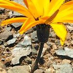 Gazania krebsiana flower picture by Maarten Vanhove (cc-by-sa)