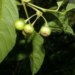 Solanum aphyodendron fruit picture by Nelson Zamora Villalobos (cc-by-nc)