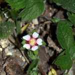 Potentilla micrantha flower picture by Mallol Camprubí Albert (cc-by-sa)