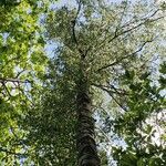 Betula pendula habit picture by napsbud (cc-by-sa)