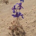 Delphinium scaposum flower picture by T Trista (cc-by-sa)