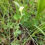 Lathyrus aphaca habit picture by Michelle Goudail (cc-by-sa)