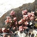 Sedum andegavense habit picture by beurny (cc-by-sa)