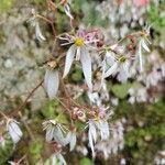 Saxifraga stolonifera flower picture by Jacob Ohrberg (cc-by-sa)