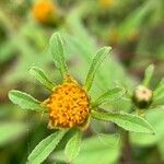 Bidens tripartita flower picture by Tom Spruit (cc-by-sa)