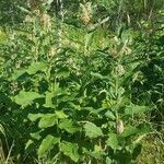 Asclepias purpurascens habit picture by Artique By Alice (cc-by-sa)