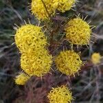 Galatella linosyris flower picture by Lise Pavelot (cc-by-sa)