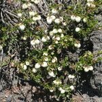 Gaultheria mucronata habit picture by Daniel Barthelemy (cc-by-nc)