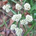 Cyperus luzulae flower picture by Trap Hers (cc-by-sa)