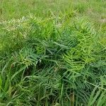 Vicia tenuifolia habit picture by selber pflanzen (cc-by-sa)