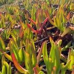 Carpobrotus acinaciformis habit picture by Collados Ana (cc-by-sa)