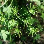 Chaerophyllum temulum fruit picture by Jean-René Girardeau (cc-by-sa)